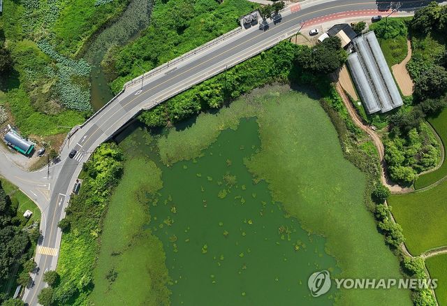 작년 8월 18일 오전 경기도 광주시 경안천 일대가 녹조로 뒤덮여 있다. [연합뉴스 자료사진]