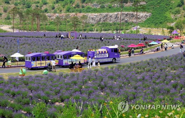 폐광지의 보랏빛 변신…동해 라벤더 축제