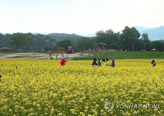 철원 고석정 꽃밭