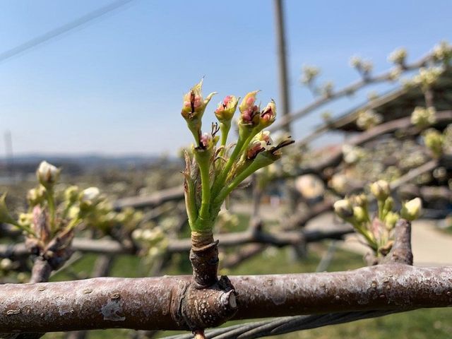 저온 피해 배꽃