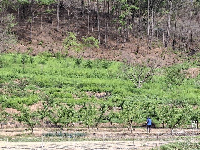 불탄 산기슭 아래 과수원서 일하는 농민