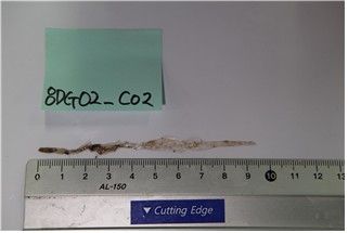 약 10㎝ 길이의 초대형 화살벌레