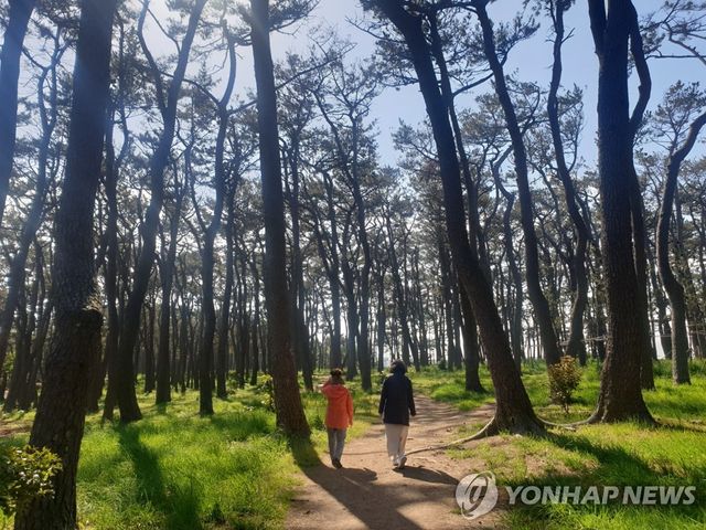 울산 대왕암공원 해송길