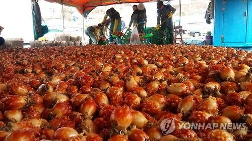 제철 멍게 수확