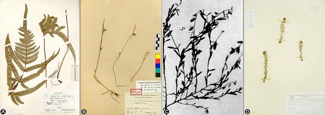 한반도에서 더는 발견되지 않는 식물들