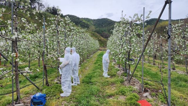  무주 과수원 정밀 예찰 장염