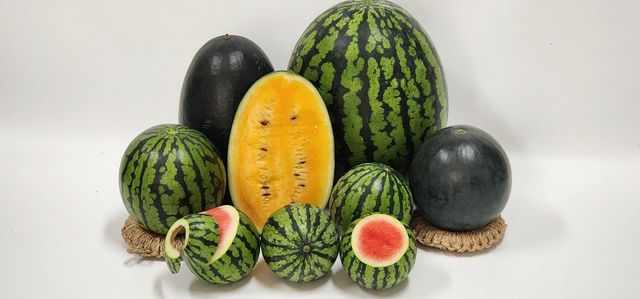 진천에서 재배되는 중소형수박 사진