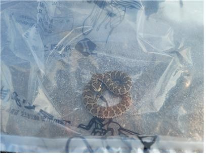 소방 당국에 의해 포획된 뱀