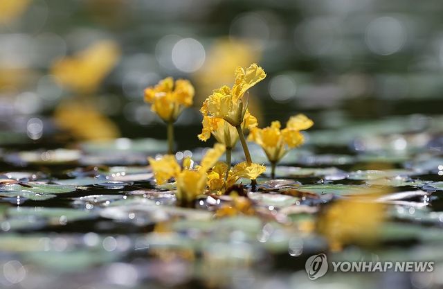 예쁘게 핀 경포습지의 노랑어리연