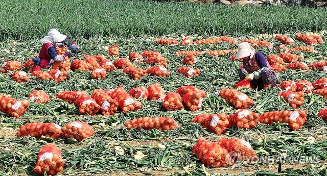 제주산 조생양파 출하 개시