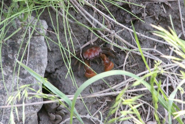 안산 시화호 상류 안산갈대습지에서 발견된 붉은발말똥게