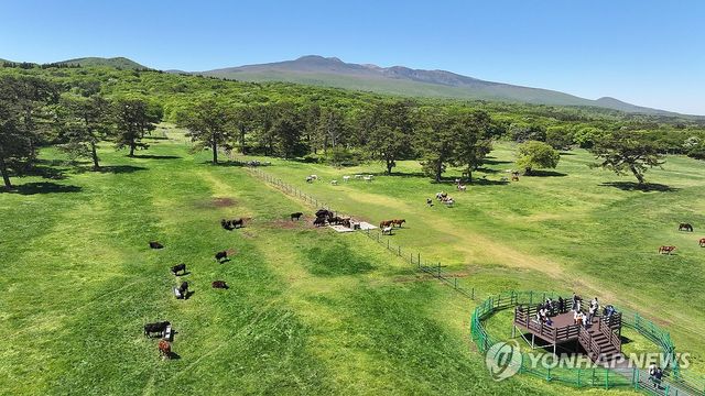 푸른 초원의 제주흑우와 제주마