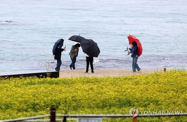 봄비와 유채꽃 활짝 핀 바닷가…강릉 사근진해변