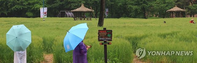 봄비 내리는 청보리밭