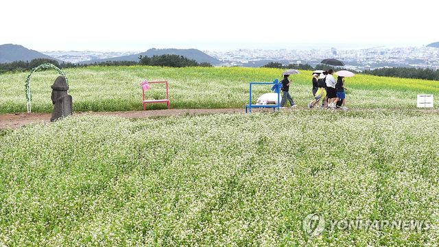 비 내리는 제주, 메밀밭의 낭만