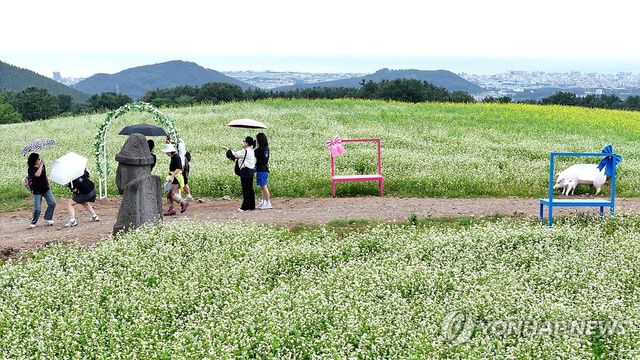 비 내리는 제주, 메밀밭의 낭만