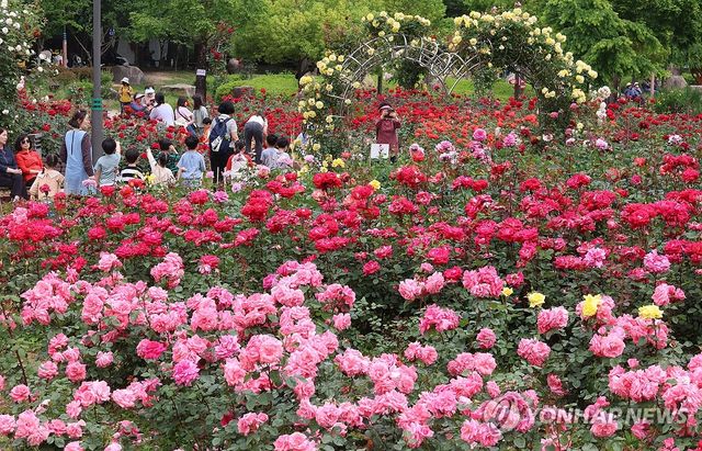 5월 수놓는 장미꽃