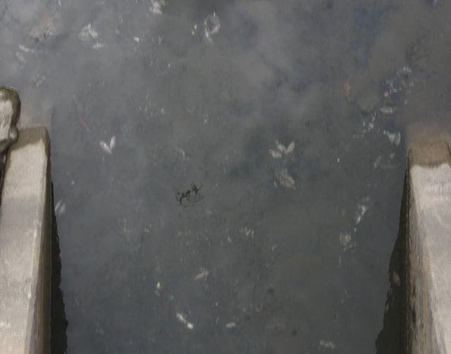 우수관거에서 우수와 함께 나오는 죽은 물고기