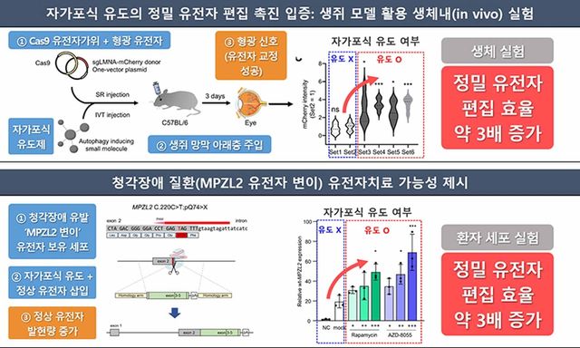 굶주린 세포의 DNA 복구 능력 이용해 유전자가위 정확도 높였다 - 2