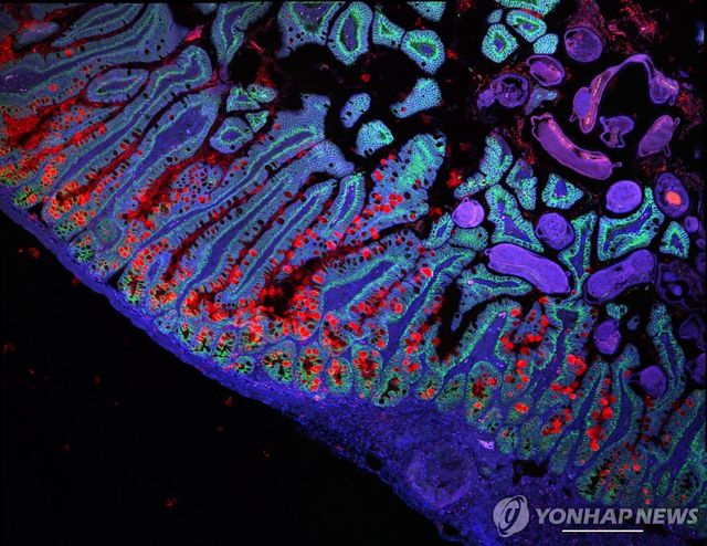인간 소장 세포
