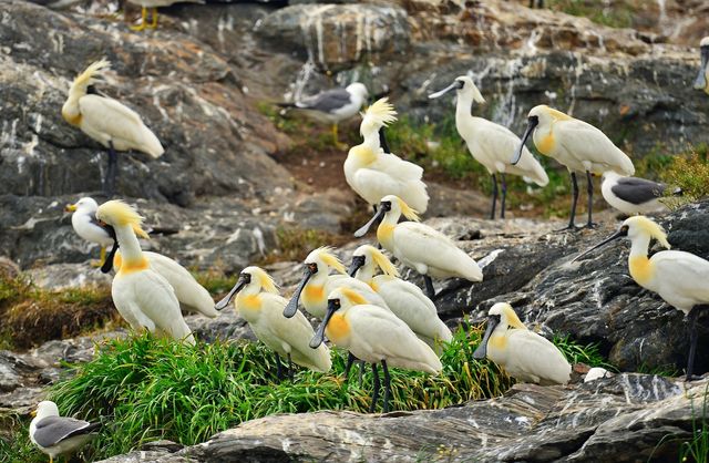 노루섬에 서식하는 저어새