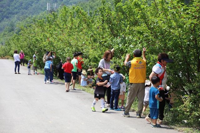 양양 앵두 사랑 앵두 축제