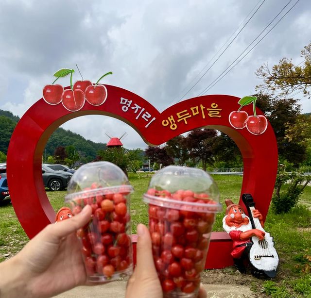 양양 앵두 사랑 앵두 축제