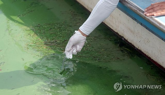 작년 8월 환경단체 관계자가 낙동강 녹조를 확인하고 있다. [연합뉴스 자료사진]