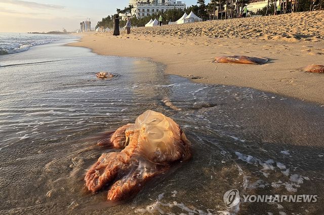 경포해수욕장의 독성 해파리