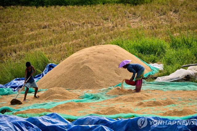 인도 쌀 수확