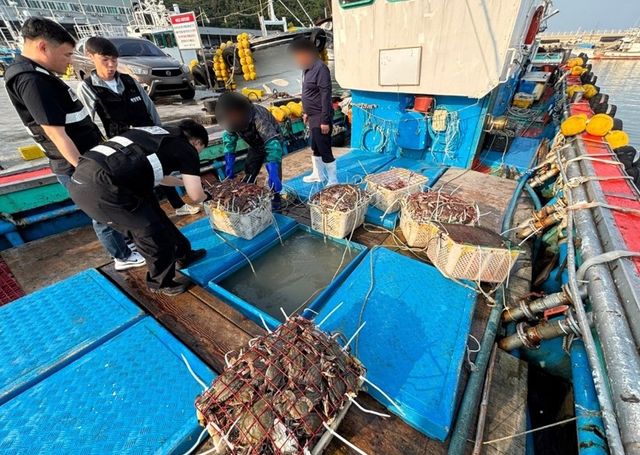 체장미달 꽃게 불법 유통 확인하는 해양경찰