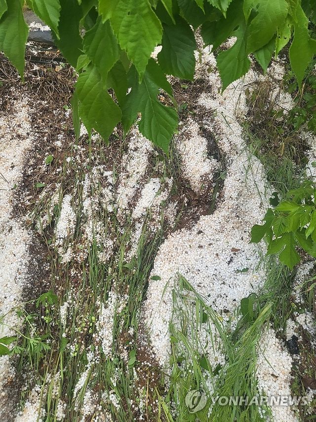 단양 어상천면에 쏟아진 우박