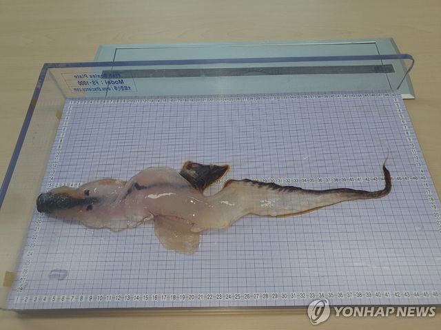 제주에서 발견된 카리나리아 크리스타타