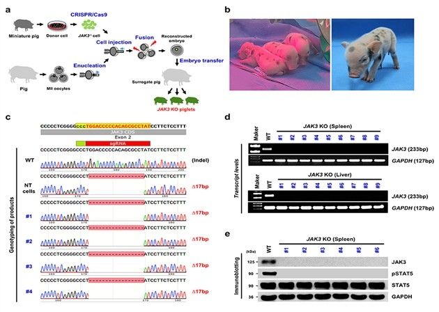 JAK3 유전자가 결손된 형질전환 미니돼지 