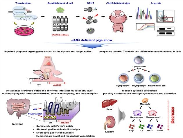 JAK3 녹아웃 미니돼지 개발 