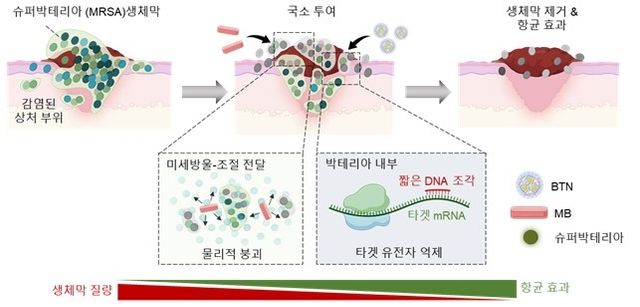 슈퍼박테리아 보호막 무력화 기술 모식도 