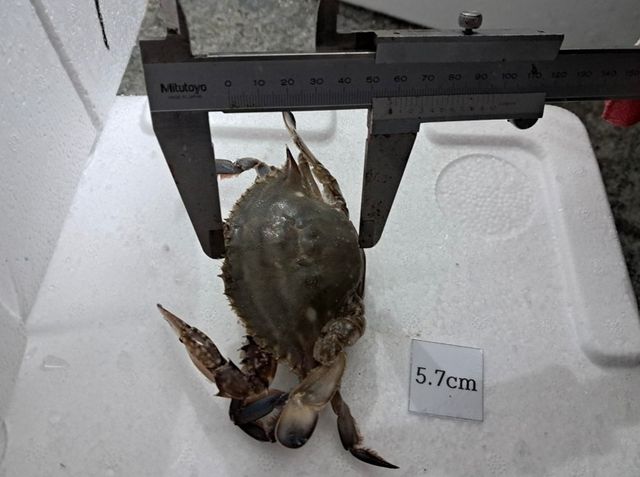 꽃게 체장 측정