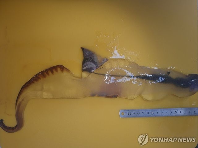 제주에서 발견된 카리나리아 크리스타타