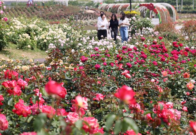 임실치즈테마파크 장미원에 활짝 핀 장미