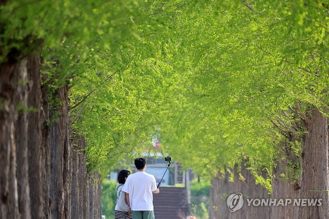 메타세쿼이아길의 봄