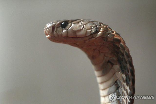 맹독을 지닌 뱀에 물려 숨지는 이들은 한해 14만명, 영구적 장애를 안게 되는 이들은 40여만명에 이르는 것으로 추산된다. [로이터 연합뉴스 자료사진. 재판매 및 DB 금지]
