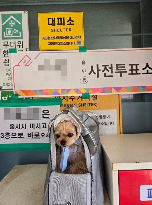 [네이버 블로그 캡처. 재판매 및 DB 금지]