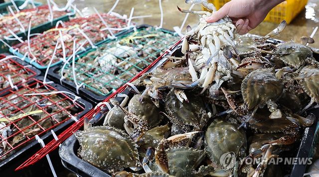 어획량 급감한 연평도 봄 꽃게
