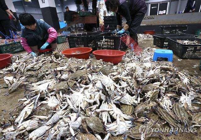 연평도 봄 꽃게 출하