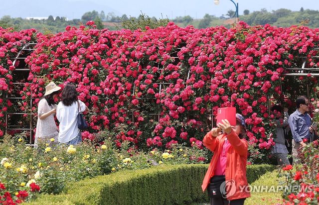 붉은 빛깔과 향기로 관광객 사로잡는 장미축제