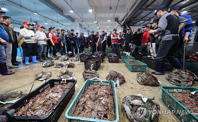 어획량 급감한 연평도 봄 꽃게 경매