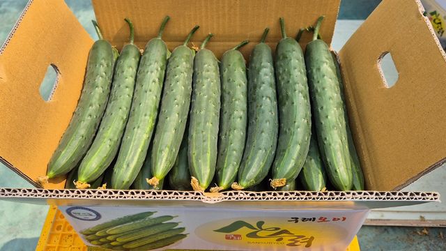 스마트팜에서 재배한 구례 취청오이