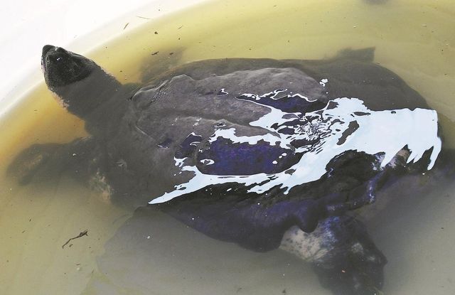 양쯔강대왕자라