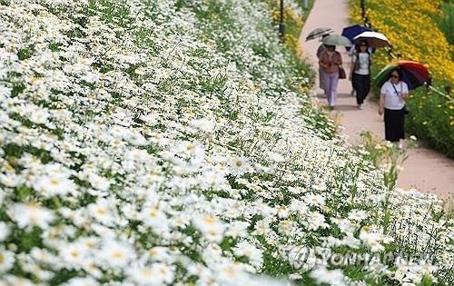 초여름 반기는 샤스타데이지