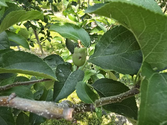 우박 피해 열매 상처